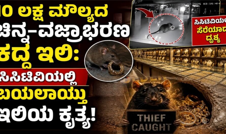 10 ಲಕ್ಷ ಮೌಲ್ಯದ ಚಿನ್ನ–ವಜ್ರಾಭರಣ ಕದ್ದ ಇಲಿ: ಸಿಸಿಟಿವಿಯಲ್ಲಿ ಬಯಲಾಯ್ತು ಇಲಿಯ ಕೃತ್ಯ!